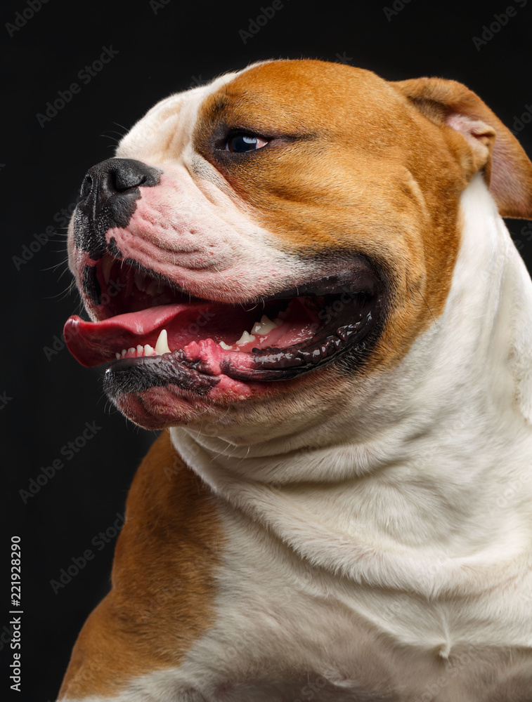 Obraz premium American Bulldog Dog Isolated on Black Background in studio