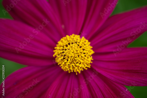 Cosmos flower - annual flowers with colourful daisy-like flowers that sit atop long slender stems. Blooming throughout the summer months.