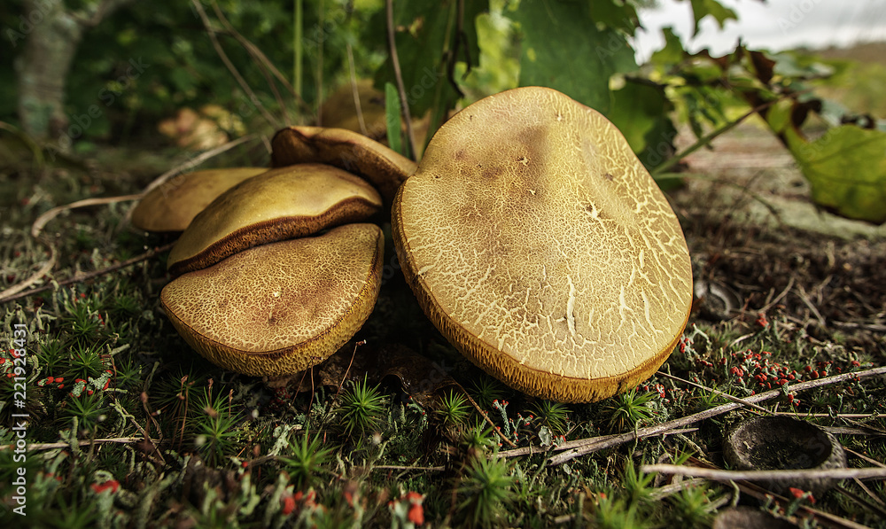 A Cluster of Xerocomus subtomentosus Mushrooms A Cluster of Xerocomus subtomentosus Mushrooms