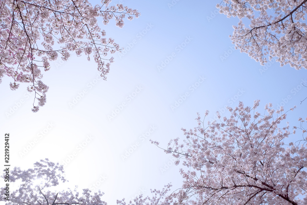Looking up sakura, means cherry tree, blossoming against the blue sky in spring.