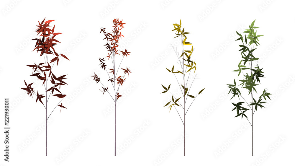 The collection of tree. Bamboo tree isolated on white background with clipping path.