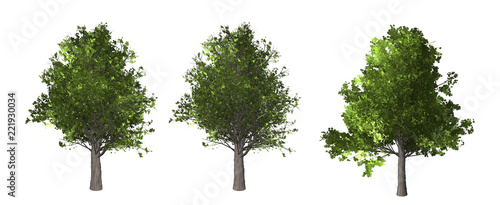 The collection of tree. Maple tree isolated on white background with clipping path.