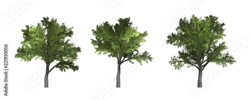 The collection of tree. Robinia tree isolated on white background with clipping path.