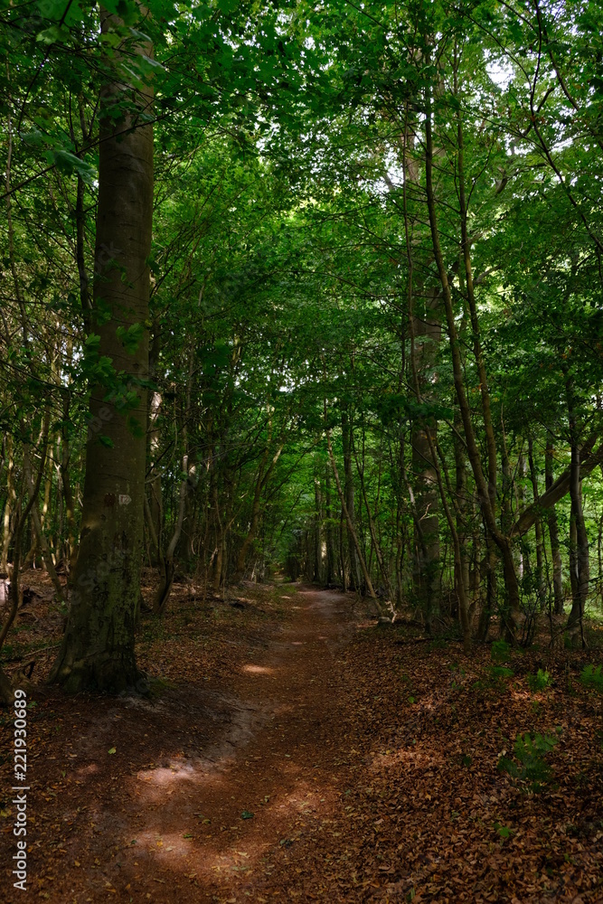 Obraz premium green forest