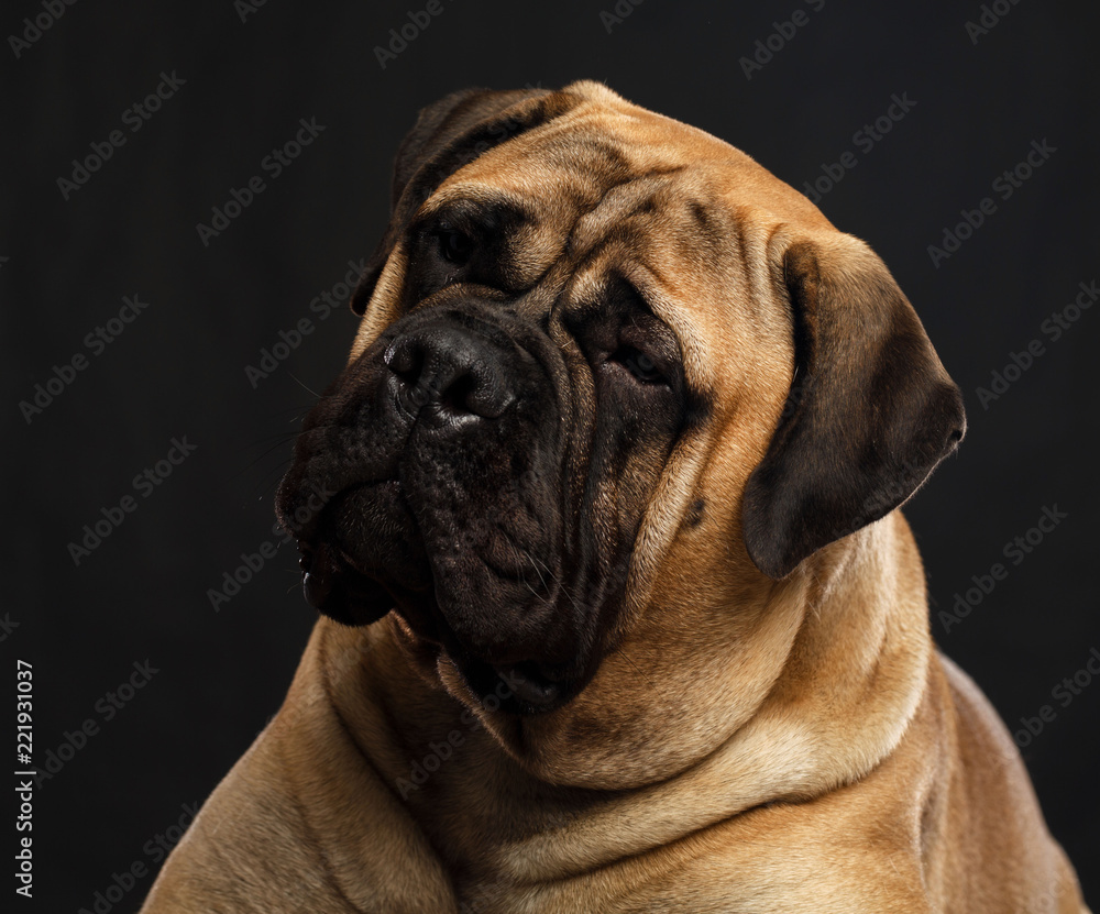 Bullmastiff dog on Isolated Black Background in studio