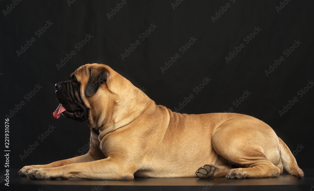 Bullmastiff dog on Isolated Black Background in studio Bullmastiff dog on Isolated Black Background in studio