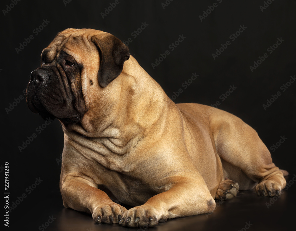 Bullmastiff dog on Isolated Black Background in studio Bullmastiff dog on Isolated Black Background in studio