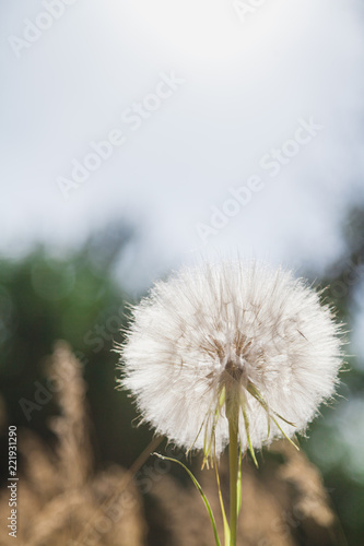 Fototapeta Naklejka Na Ścianę i Meble -  Large field dandelion on blurred background