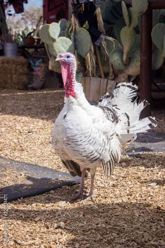 Canvas Print white turkey on ranch farm in the outskirts of Las Vegas