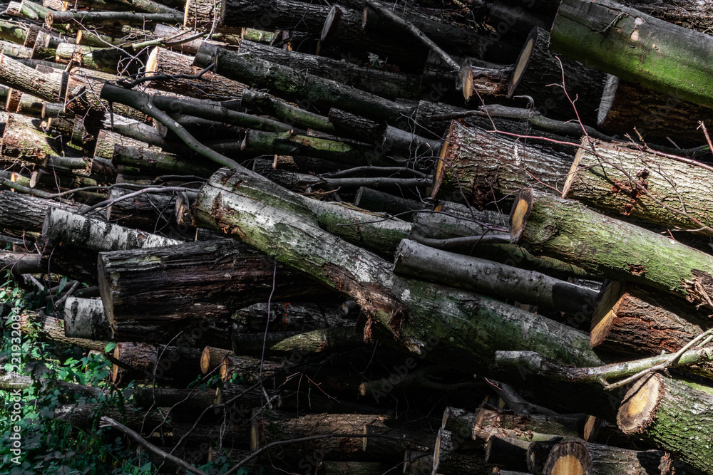 Polter Holzlager Wald