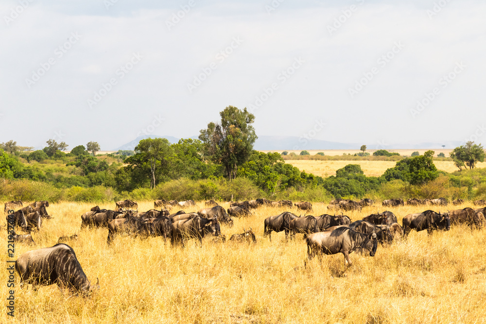A small herd of wildebeest in the savannah. Masai Mara, Kenya