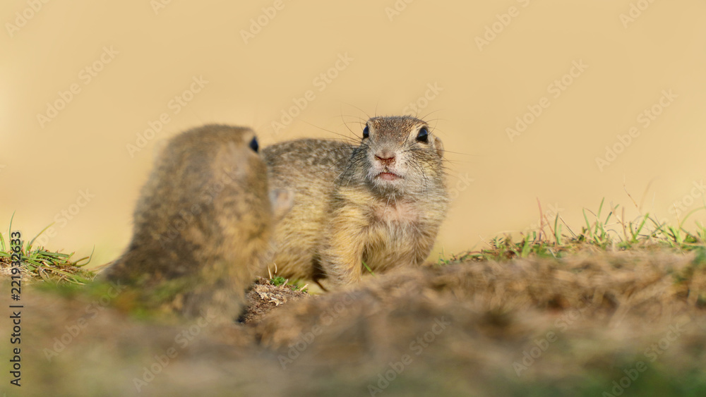 Fototapeta premium Two ground squirrels in grass with blurry background