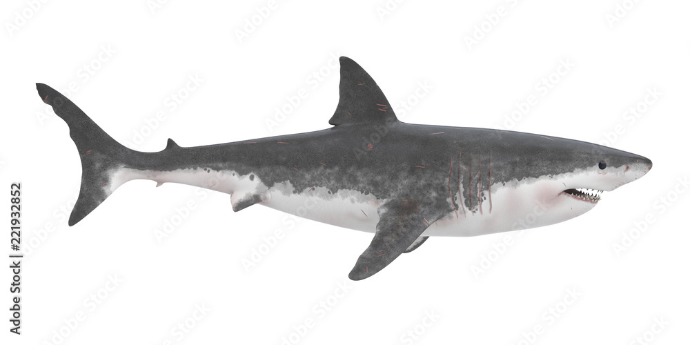 Fototapeta premium Wielki biały rekin na białym tle