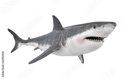 Great White Shark Isolated © nerthuz