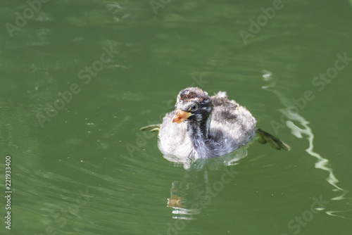 Chick of little grebe swims on a pond.