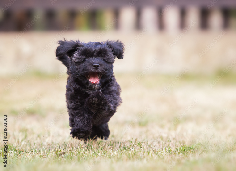 havanese puppy dog