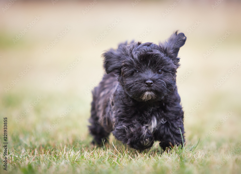havanese puppy dog havanese puppy dog