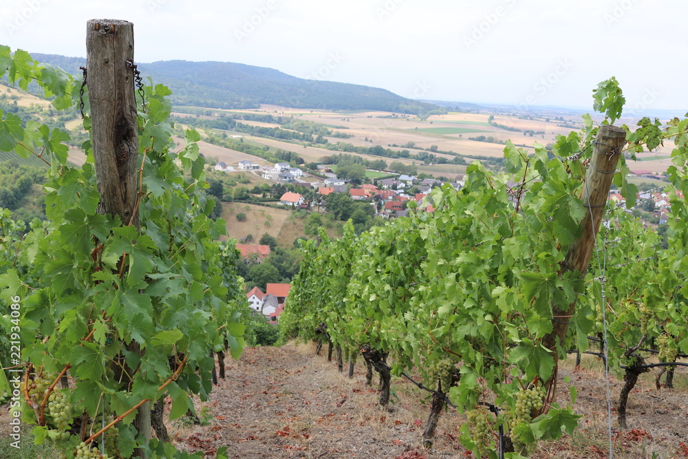 Weinstöcke in Franken mit uralten Sorten wie Adelfränkisch, weißer Heunisch, blauer Kölner und roter Silvaner