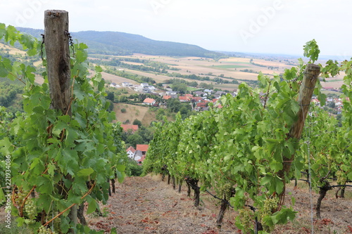 Weinstöcke in Franken mit uralten Sorten wie Adelfränkisch, weißer Heunisch, blauer Kölner und roter Silvaner photo