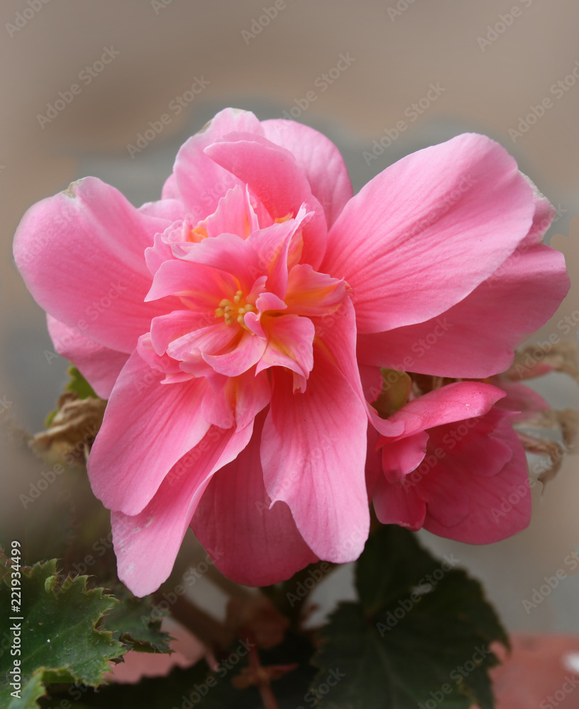 Fototapeta premium Pink begonia blooming in my garden