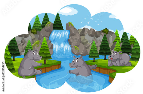 Hippos playing in waterfall
