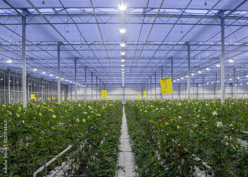 large greenhouse with roses with burning light in the evening