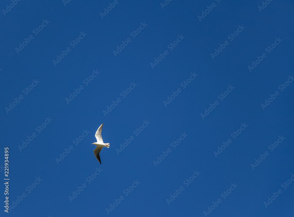 White gulls soar high in the blue sky. White gulls soar high in the blue sky.
