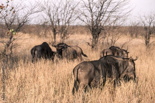 Blue Wildebeest (Connochaetes taurinus), Kruger National Park, Mpumalanga, South Africa 