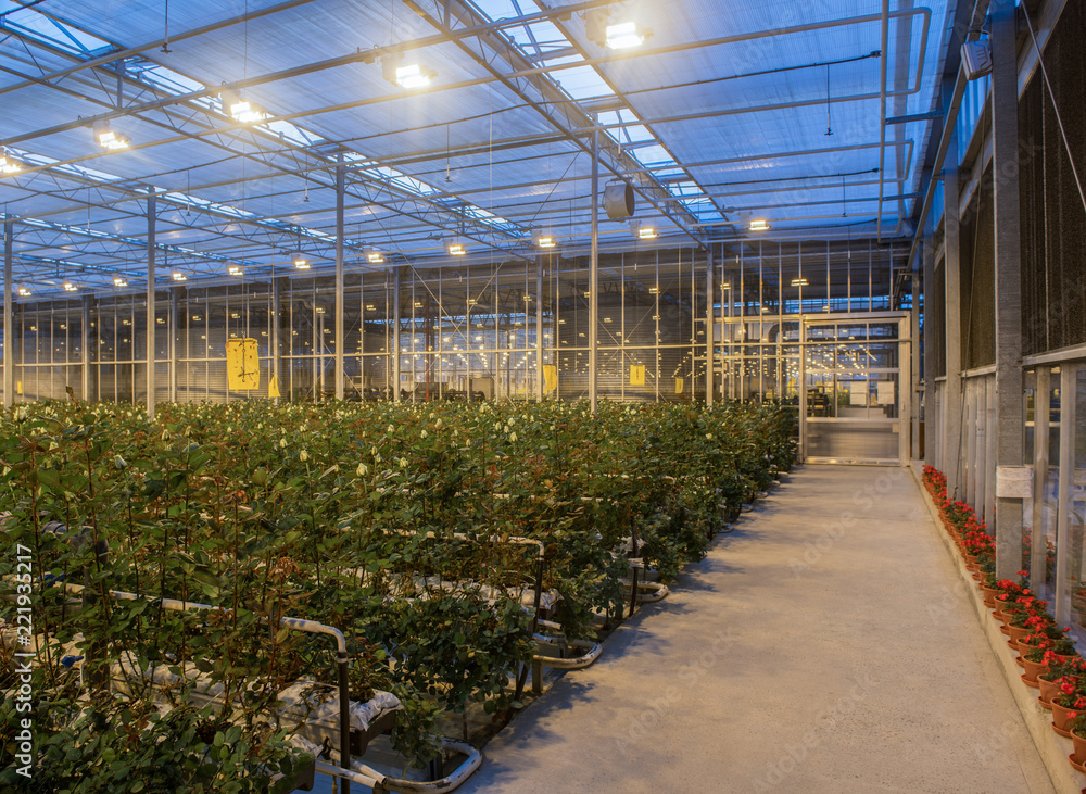 large greenhouse with roses with burning light in the evening large greenhouse with roses with burning light in the evening