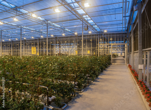 large greenhouse with roses with burning light in the evening