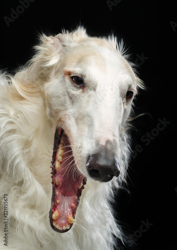 Fototapeta Naklejka Na Ścianę i Meble -  Russian borzoi, Russian hound greyhound Dog Isolated on Black Background in studio