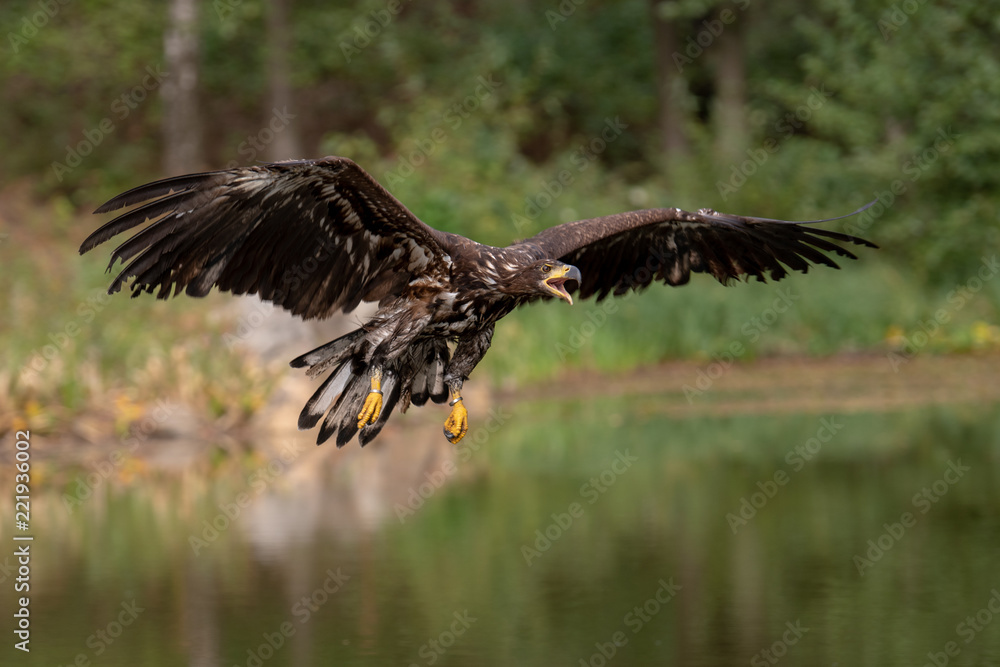 Obraz premium White-tailed Eagle, Haliaeetus albicilla, flying above the water, bird of prey with forest in background, animal in the nature habitat, wildlife from Sweden. Eagle in flight above the dark lake