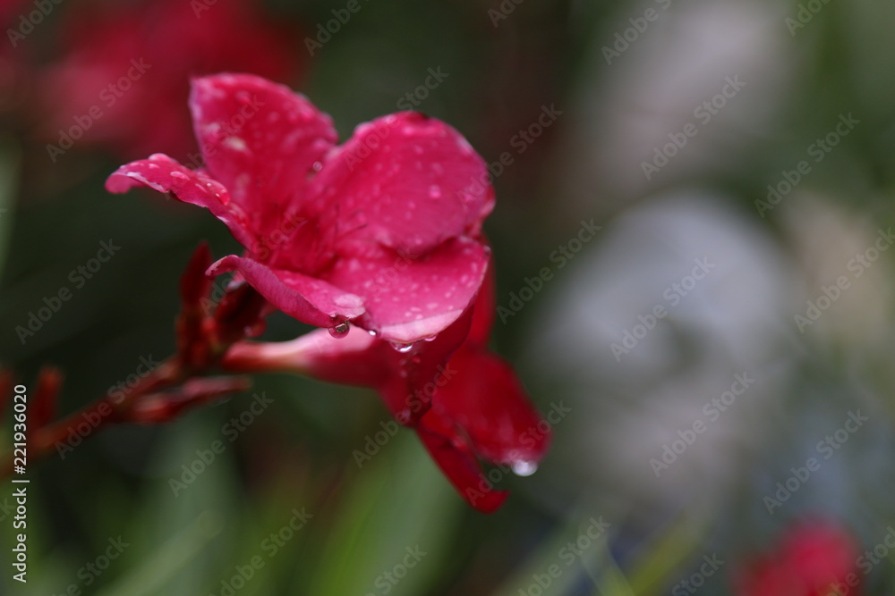 Fototapeta premium Wet red flowers 