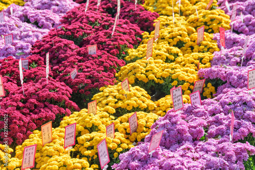 Photography Rows of bright chrysanthemums at Jogyesa Temple in Seoul