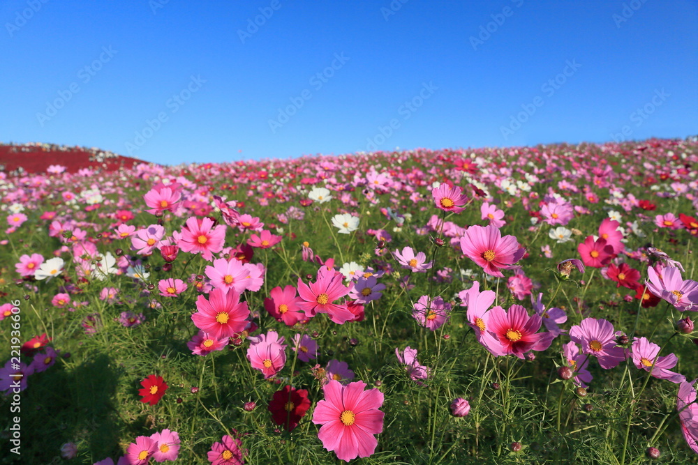 Цветы космея в поле