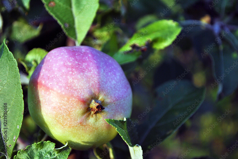 Branches with ripe green pink apple, leaves blurry background, sunny day in Ukraine Branches with ripe green pink apple, leaves blurry background, sunny day in Ukraine