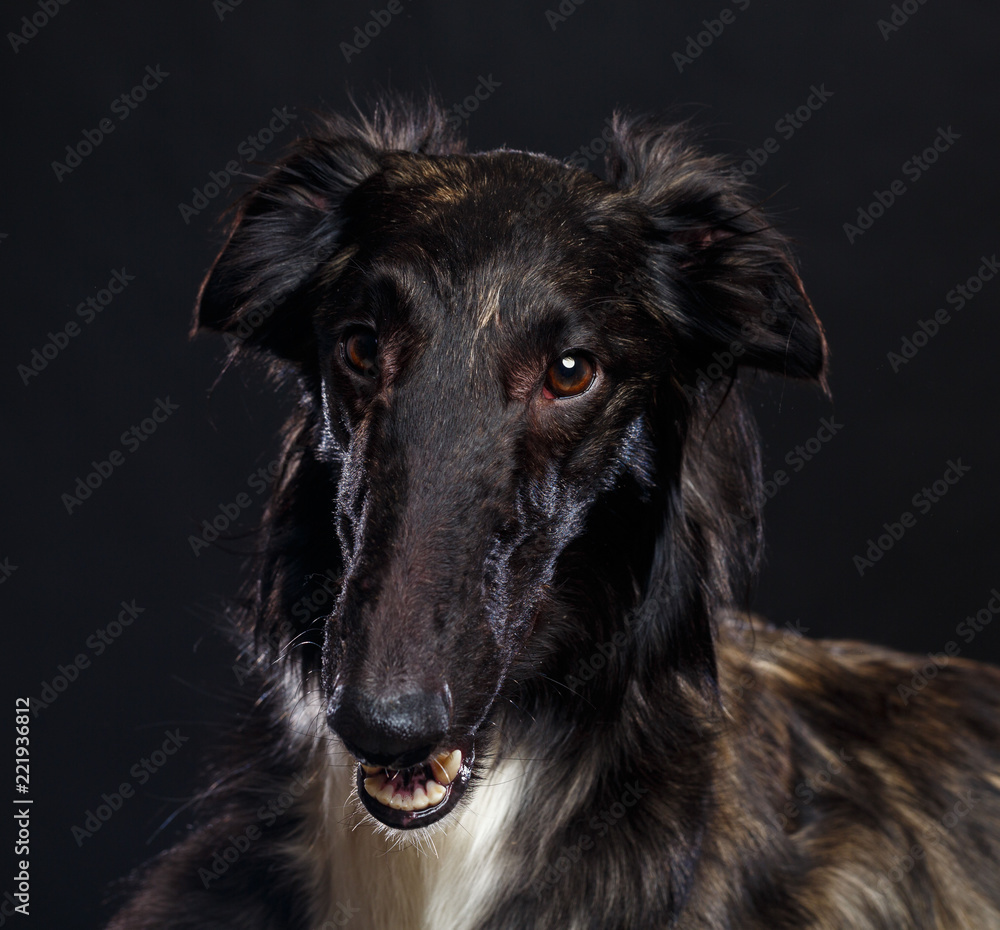 Russian borzoi, Russian hound greyhound Dog Isolated on Black Background in studio Russian borzoi, Russian hound greyhound Dog Isolated on Black Background in studio