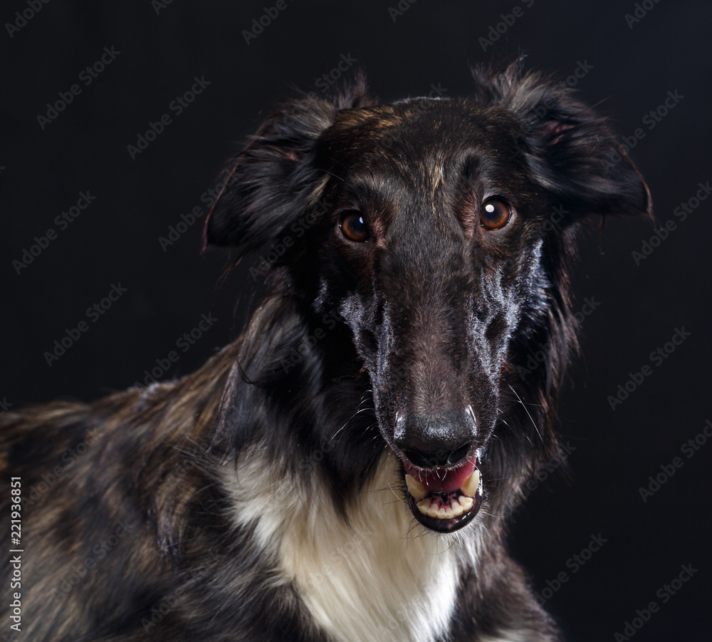 Russian borzoi, Russian hound greyhound Dog Isolated on Black Background in studio Russian borzoi, Russian hound greyhound Dog Isolated on Black Background in studio