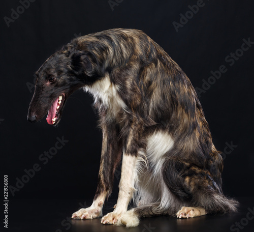 Russian borzoi, Russian hound greyhound Dog Isolated on Black Background in studio