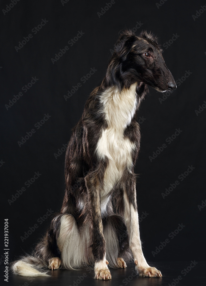 Russian borzoi, Russian hound greyhound Dog Isolated on Black Background in studio Russian borzoi, Russian hound greyhound Dog Isolated on Black Background in studio
