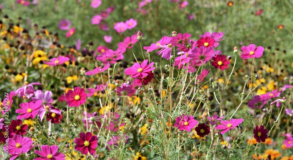 Fototapeta premium cosmos ...floraison