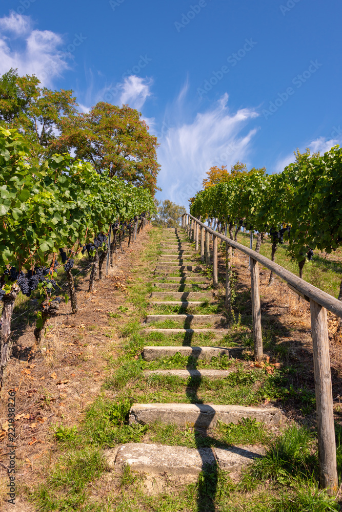 Steep path with steps up a beautiful vineyard near Birnau on Lake Constance on a summer day Steep path with steps up a beautiful vineyard near Birnau on Lake Constance on a summer day