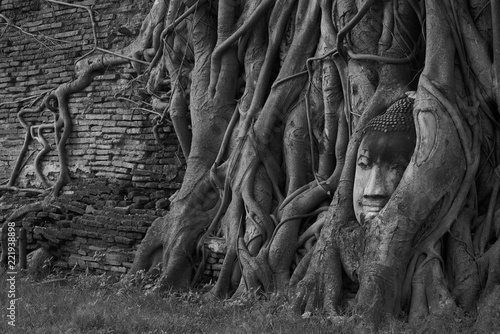 Black and white photography of Buddha head in tree roots