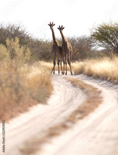 Photography Two giraffes blocking the road, Kalahari