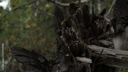 Panning Tracking shot of old tree roots
