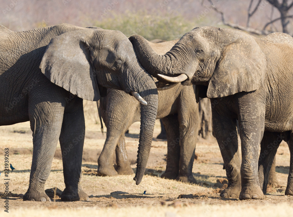 Fototapeta premium African elephants cuddling