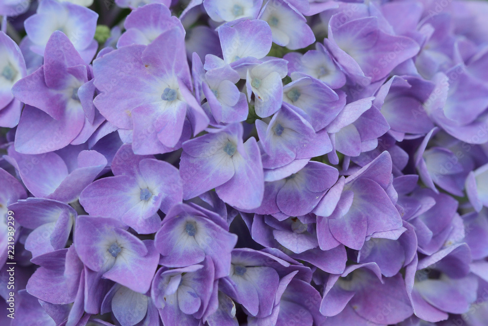 Fototapeta premium purple hydrangea flower wall