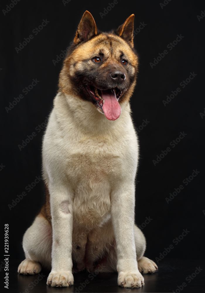 American akita dog on Isolated Black Background in studio American akita dog on Isolated Black Background in studio