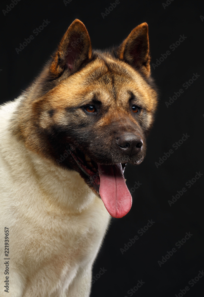 American akita dog on Isolated Black Background in studio American akita dog on Isolated Black Background in studio