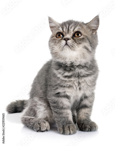 Fototapeta Naklejka Na Ścianę i Meble -  exotic shorthair kitten